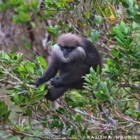 Semnopithecus vetulus Erxleben,1777